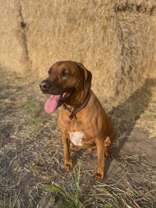 Hund - Rodesian ridgeback