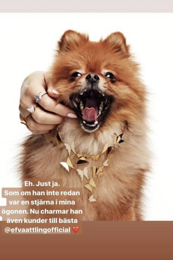 Hund