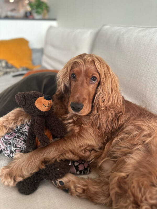 Hund - Cocker Spaniel