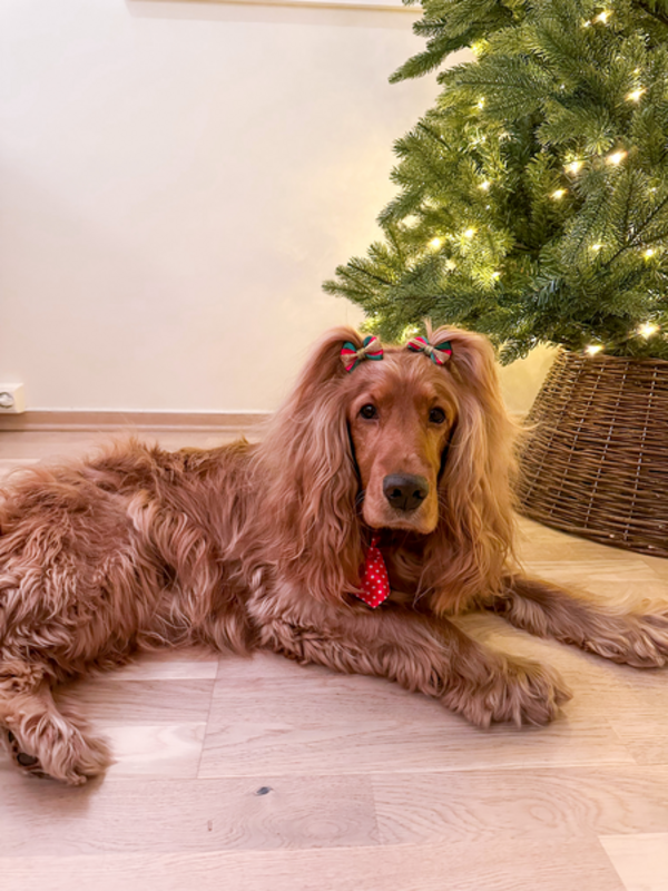 Hund - Cocker Spaniel