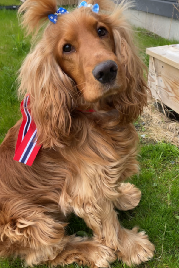 Hund - Cocker Spaniel
