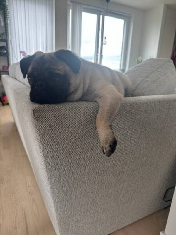 Hund - Mops