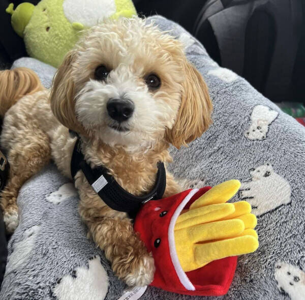 Hund - Maltipoo Ruh