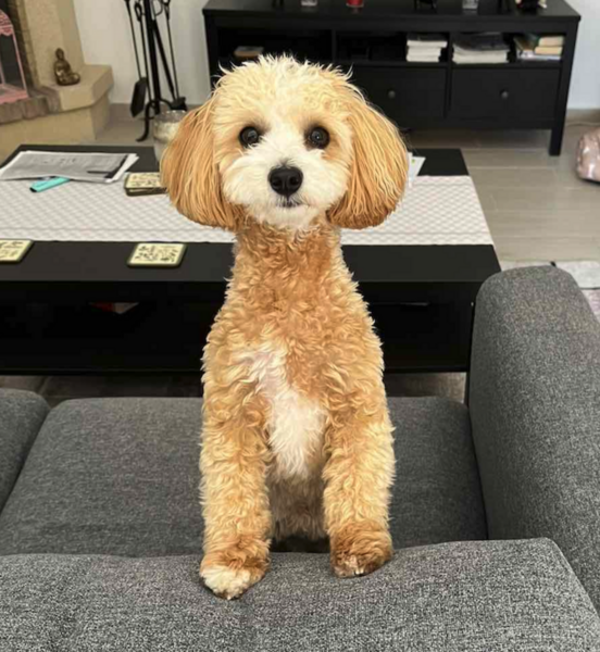 Hund - Maltipoo Ruh
