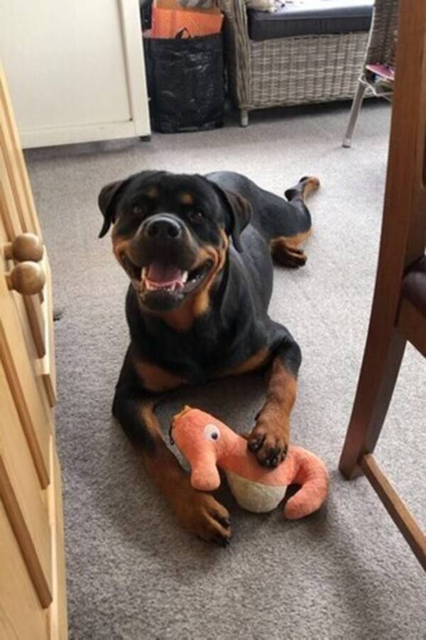 Hund - Milo