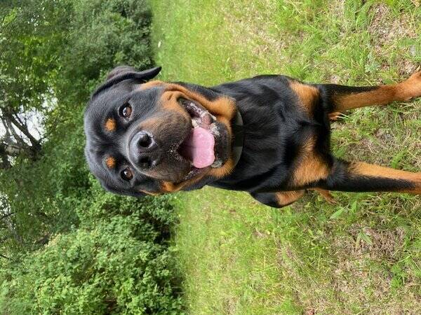 Hund - Milo