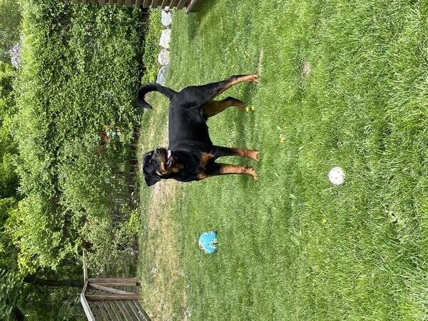 Hund - Milo