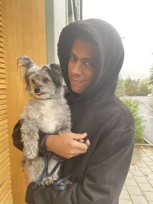 Hund - Teddy Bear Hund - Teddy Bear