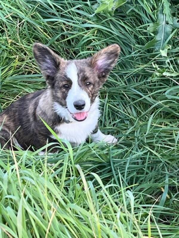 Hund - Jack Russell  Corgi och blandras 