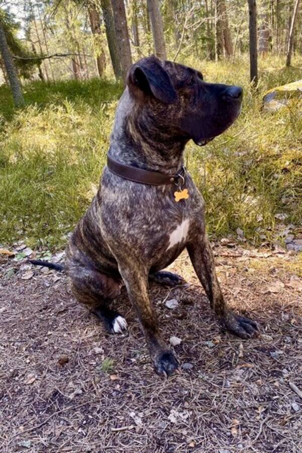 Hund