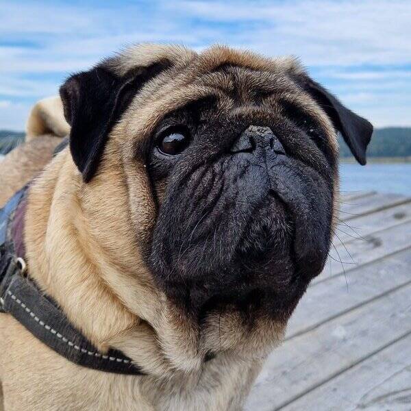 Hund - Mops DJ Hund - Mops DJ