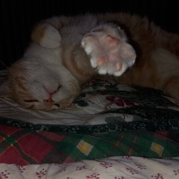 Katt - Foton  av  Huskatten Hugo