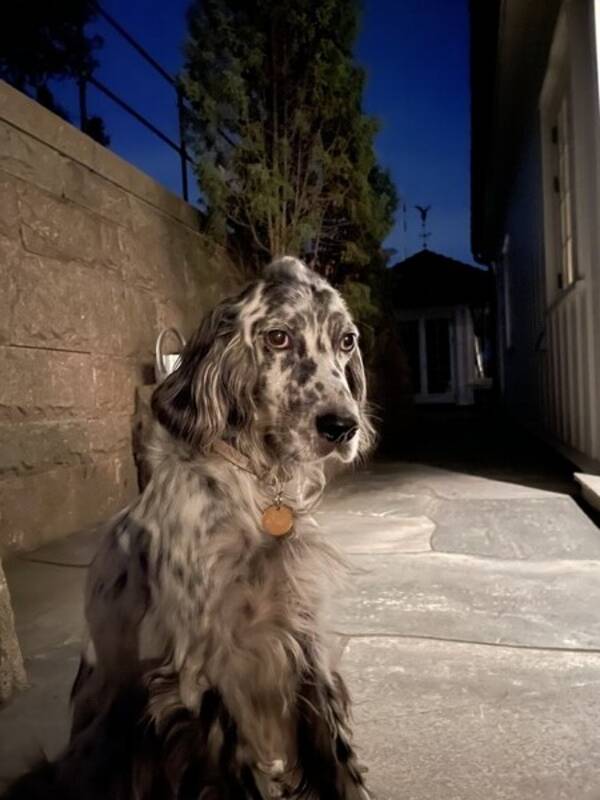 Hund - Engelsk Setter 