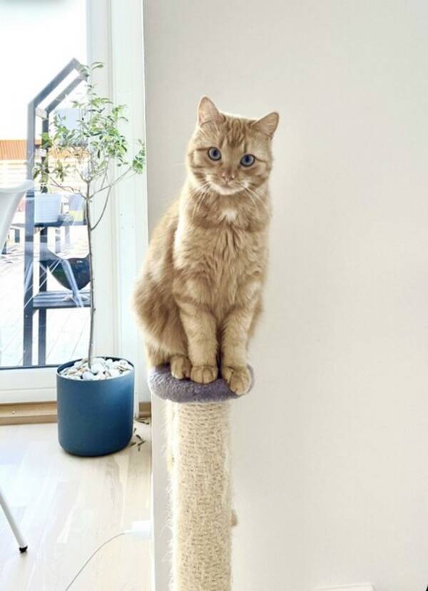 Katt - Luna  Katt - Luna