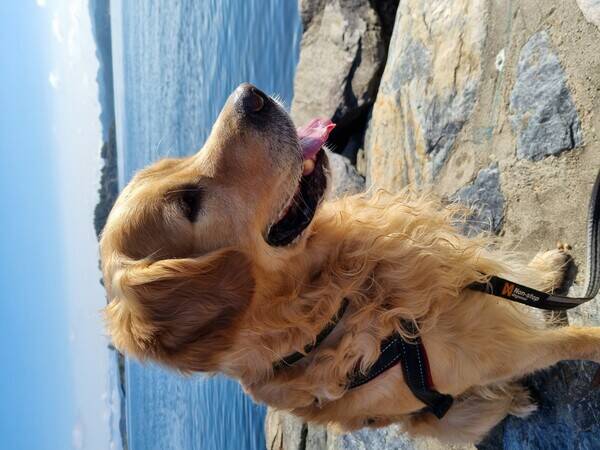 Hund - Golden retriver, Ozzy