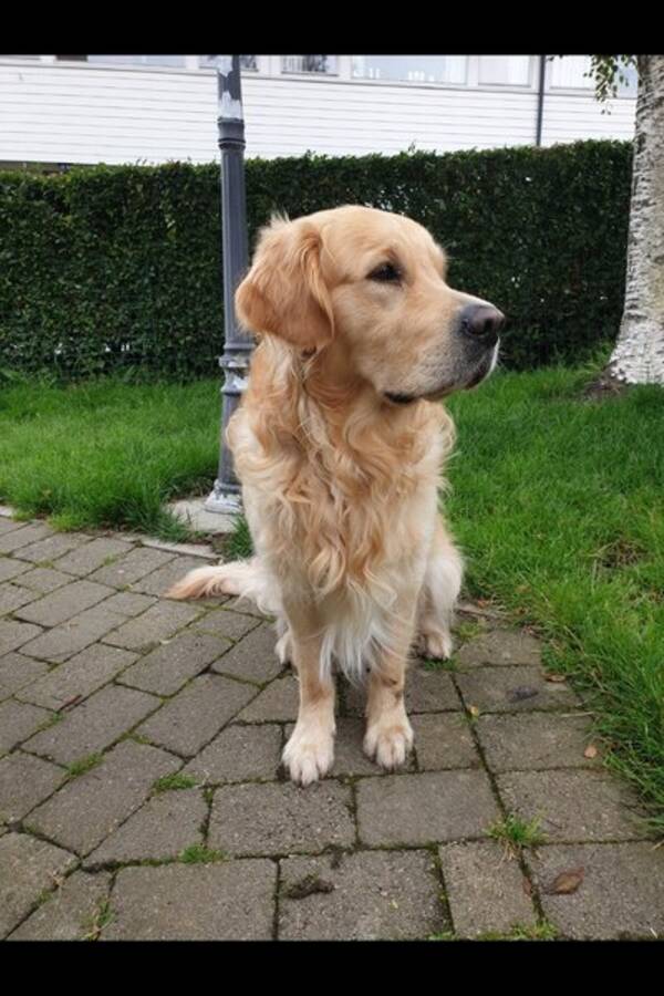 Hund - Golden retriver, Ozzy