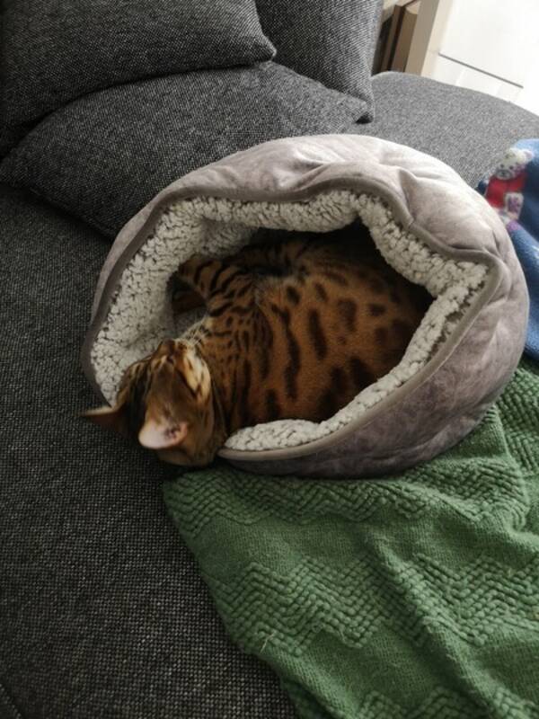 Katt -  Katt -