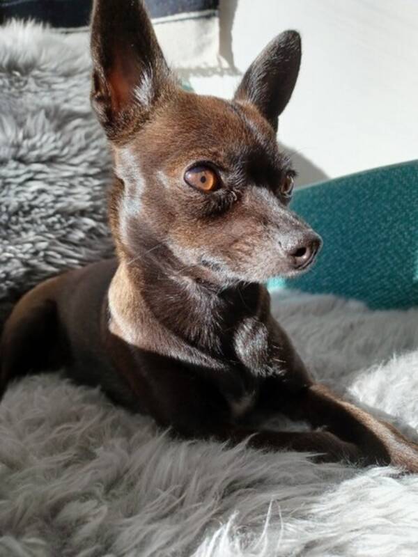 Hund - Finaste hunden