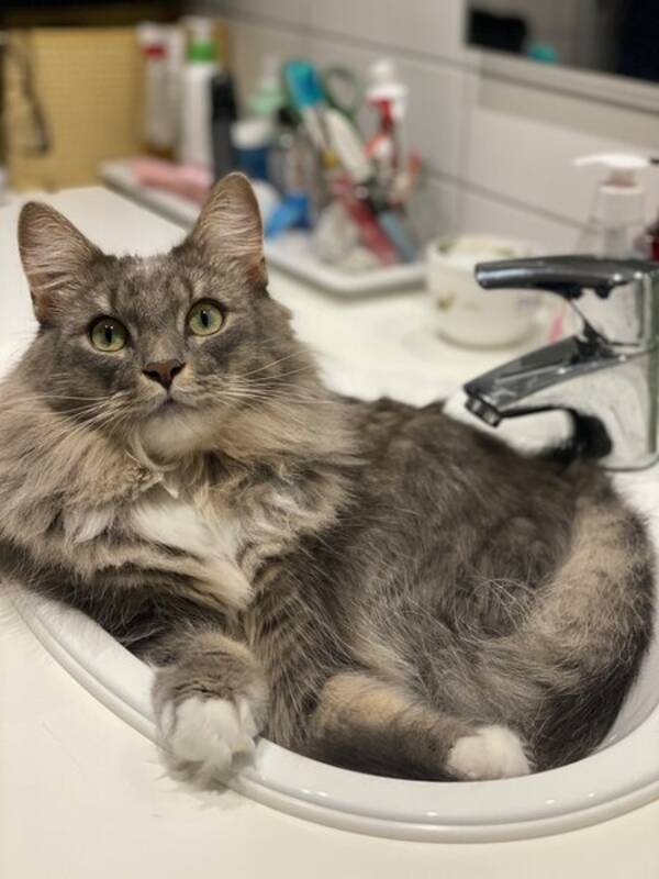Katt