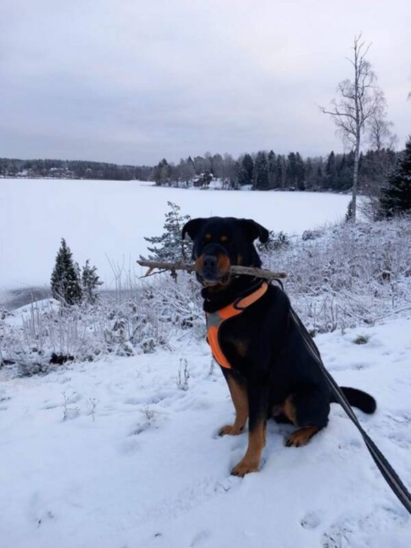 Hund - Jeppe