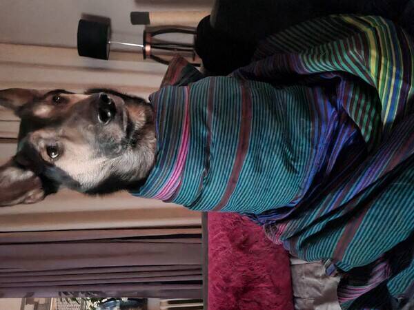 Hund - Bagheera Ryssen