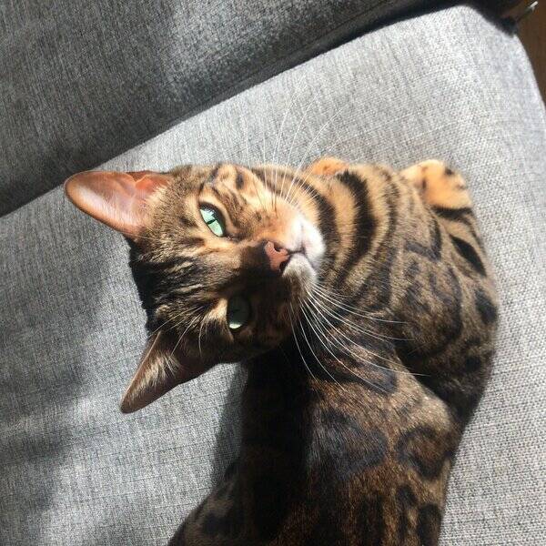 Katt - Bengalen Leona