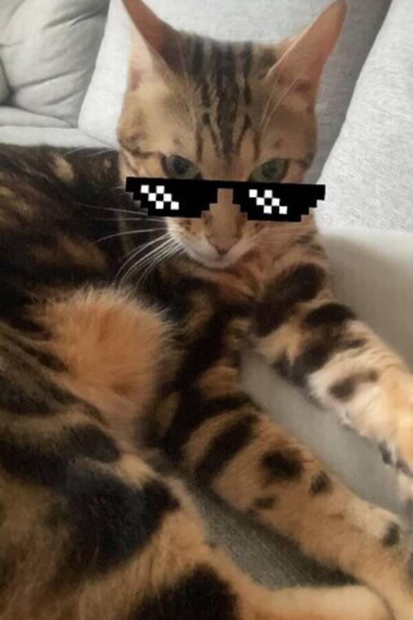 Katt - Bengalen Chanel