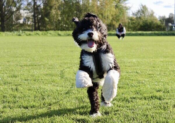 Hund - Happy Swippie