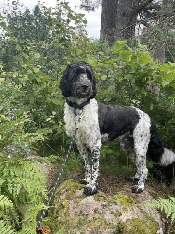 Hund - Springerdoodlen Kingzley 