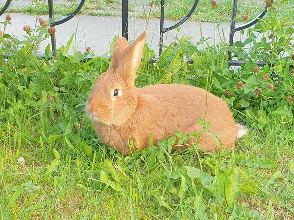 Annet - Kjempekanin Annet - Kjempekanin
