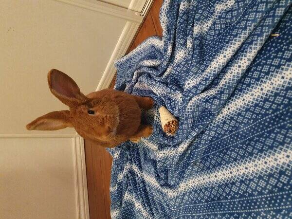 Annet - Kjempekanin Annet - Kjempekanin