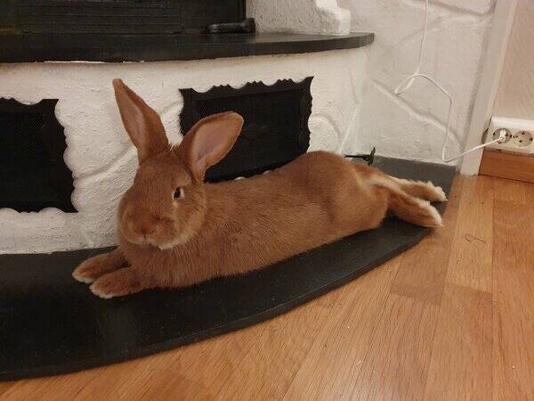 Annet - Kjempekanin Annet - Kjempekanin