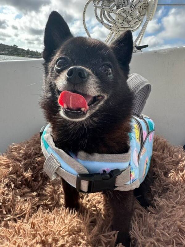 Hund - Dvrgspets/chihuahua