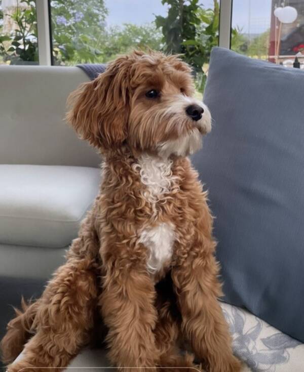 Hund - Cavapoo Pelle