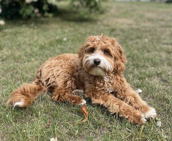 Hund - Cavapoo Pelle
