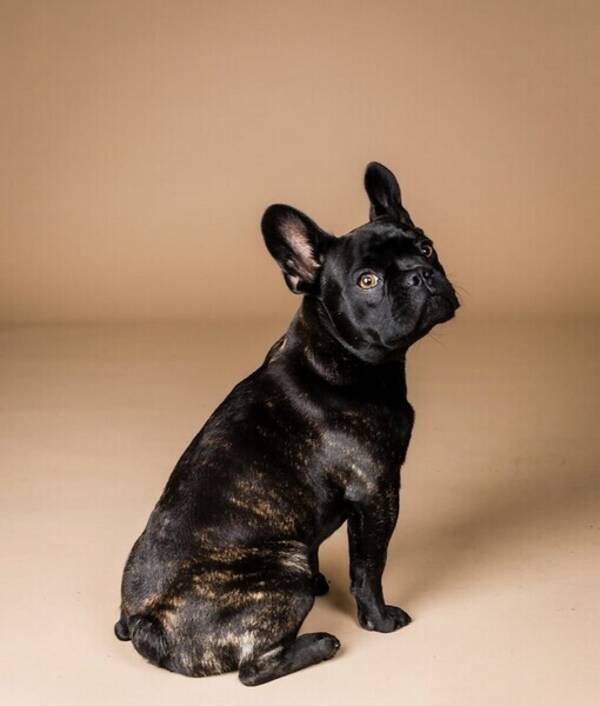 Hund - Franska bulldogen Stickan