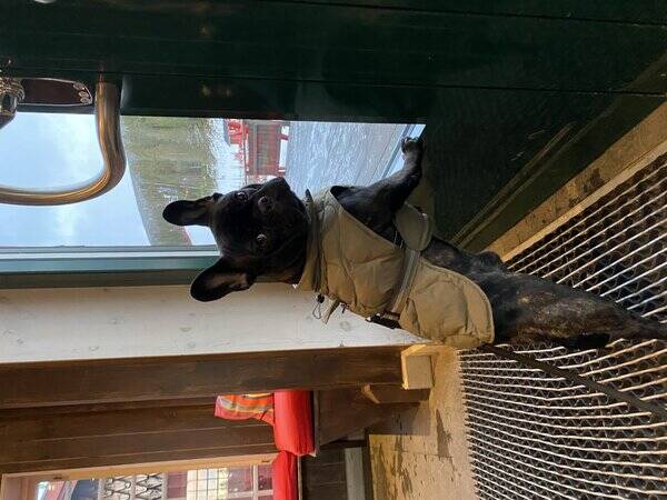 Hund - Franska bulldogen Stickan
