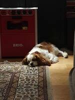 Cavalier King Charkes heter Charlie