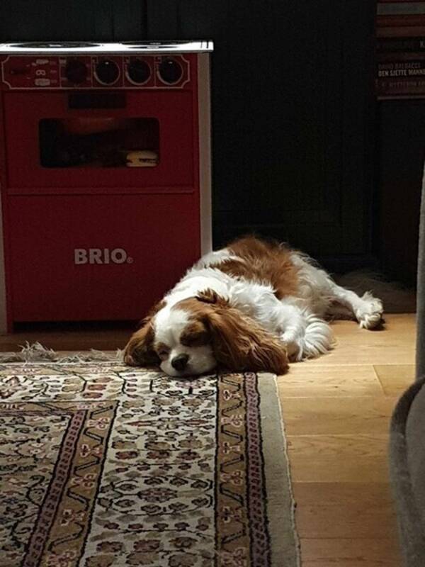 Hund - Cavalier King Charkes heter Charlie