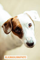 Jack Russel Loki