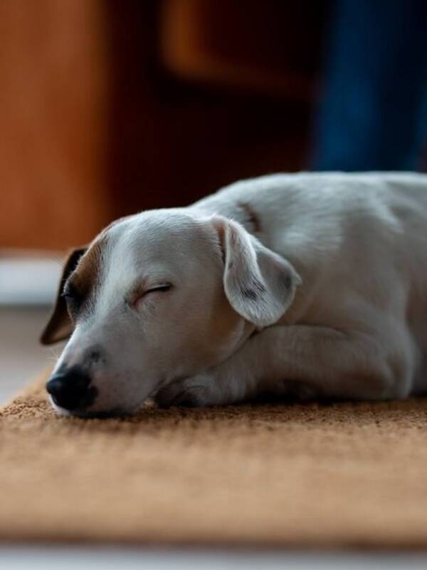 Hund - Jack Russel Loki