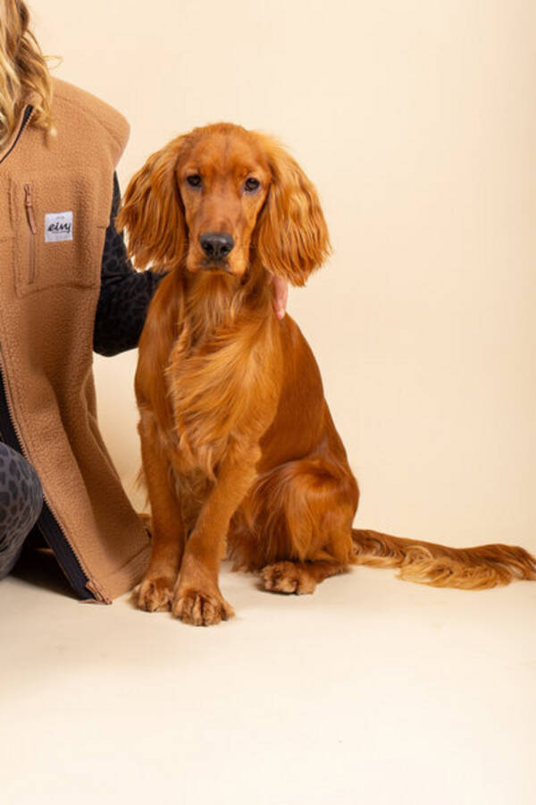 Hund - Jaktcockern Pelle