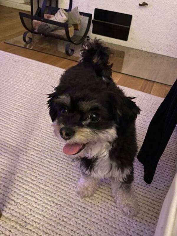 Hund - Chipoo Lilli 