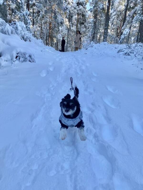 Hund - Chipoo Lilli 