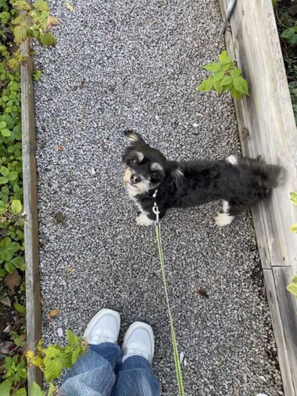 Hund - Chipoo Lilli 