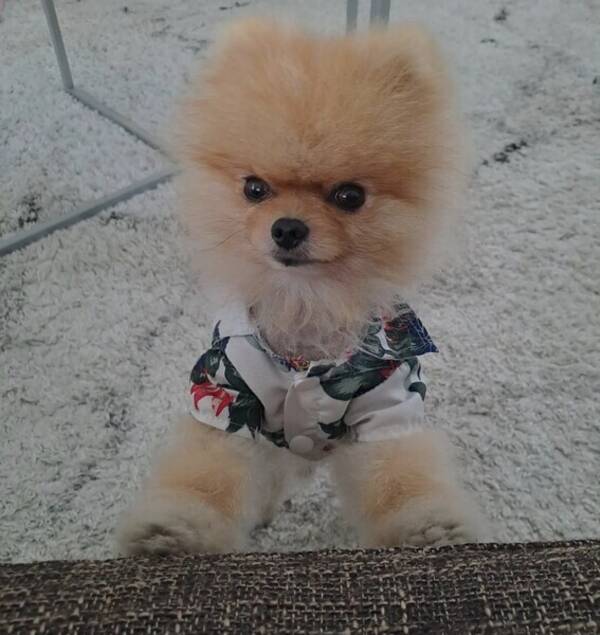 Hund - Enzo Hund - Enzo