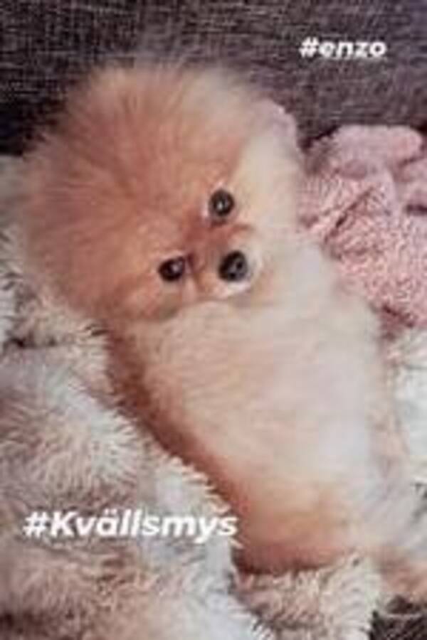 Hund - Enzo Hund - Enzo