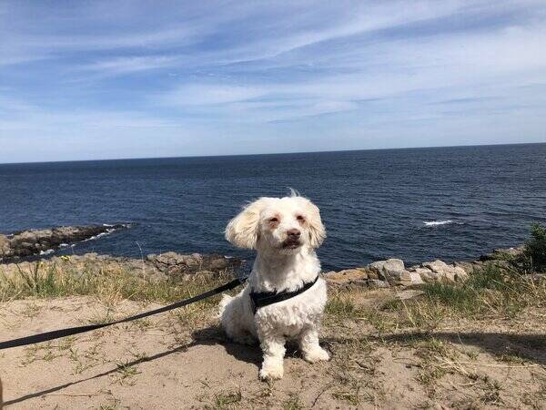 Hund - Bichon Havanais  Hund - Bichon Havanais