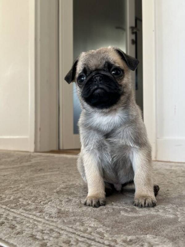 Hund - Mops Milo
