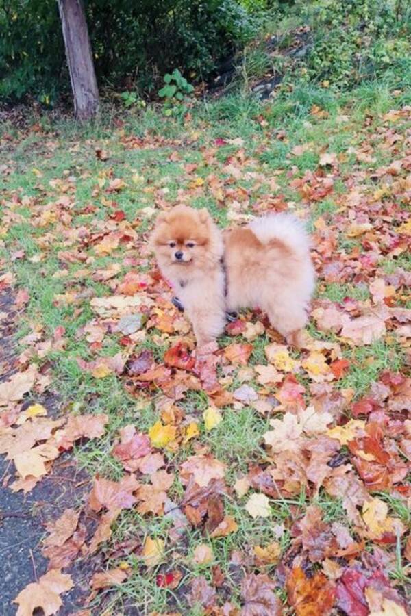 Hund - Pomeranian Bobby 